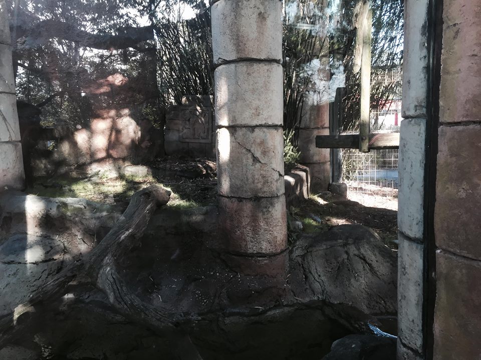 Jaguar Jungle- Jaguar