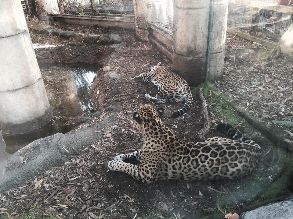 Jaguar Jungle- Jaguar