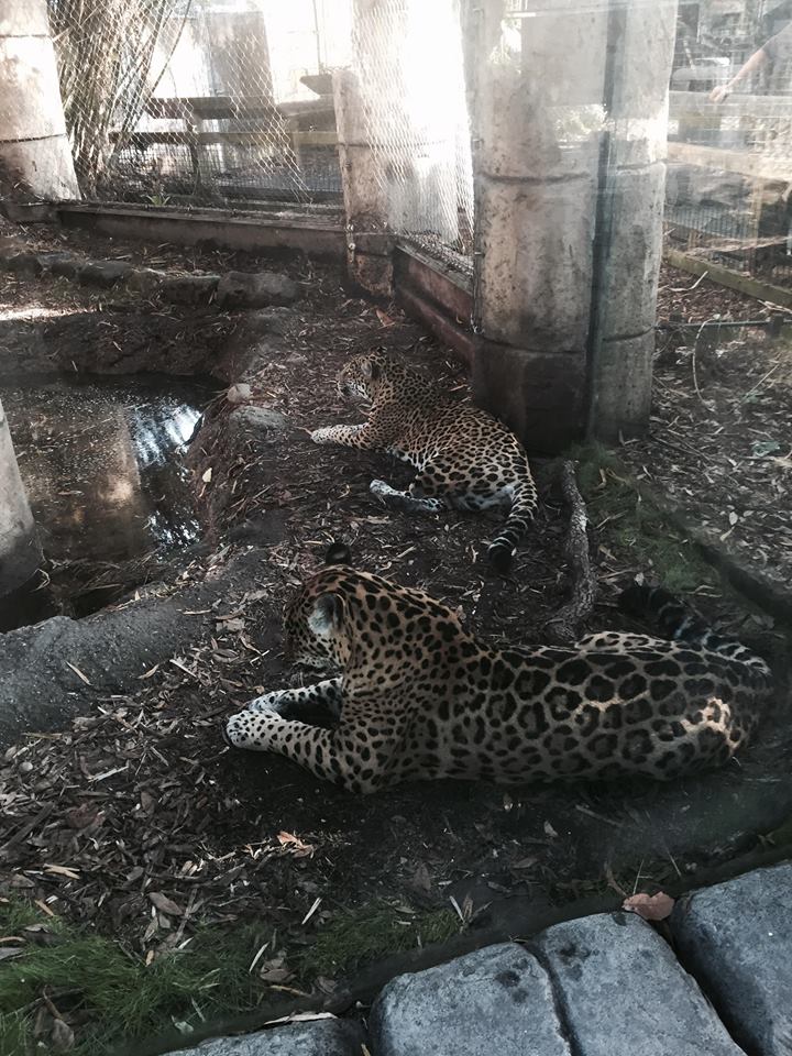 Jaguar Jungle- Jaguar