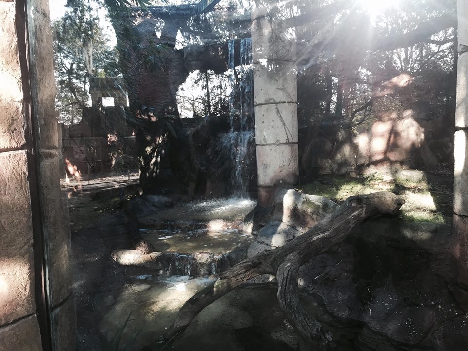 Jaguar Jungle- Jaguar