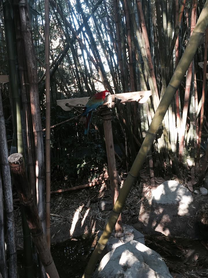 Jaguar Jungle- Macaw