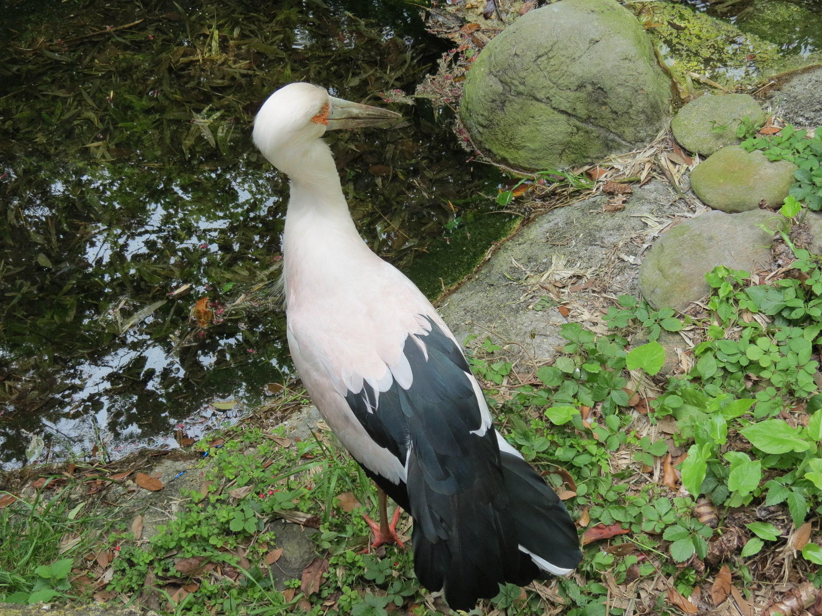Jaguar Jungle - Maguari Stork Exhibit