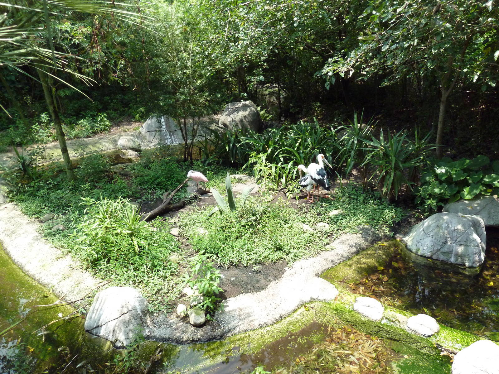Jaguar Jungle - Maguari Stork/Roseate Spoonbill Exhibit