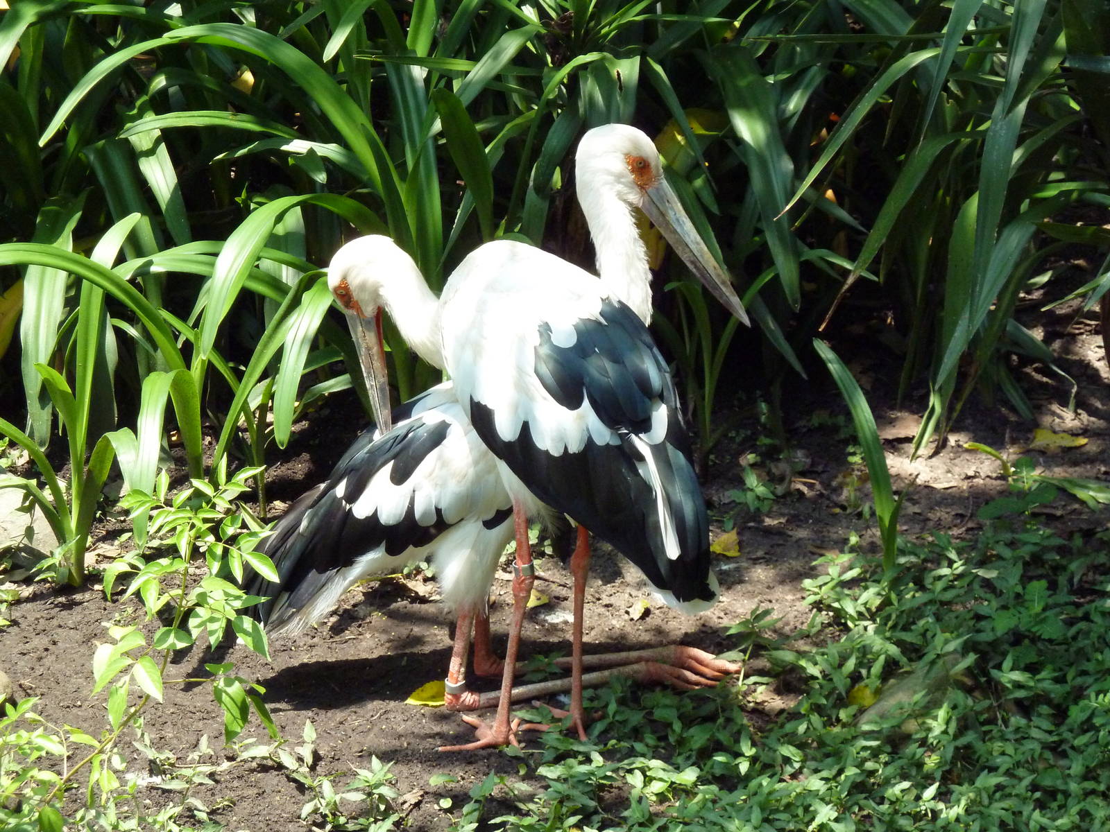 Jaguar Jungle - Maguari Storks