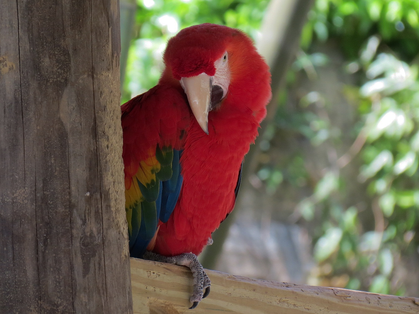 Jaguar Jungle - Scarlet Macaw