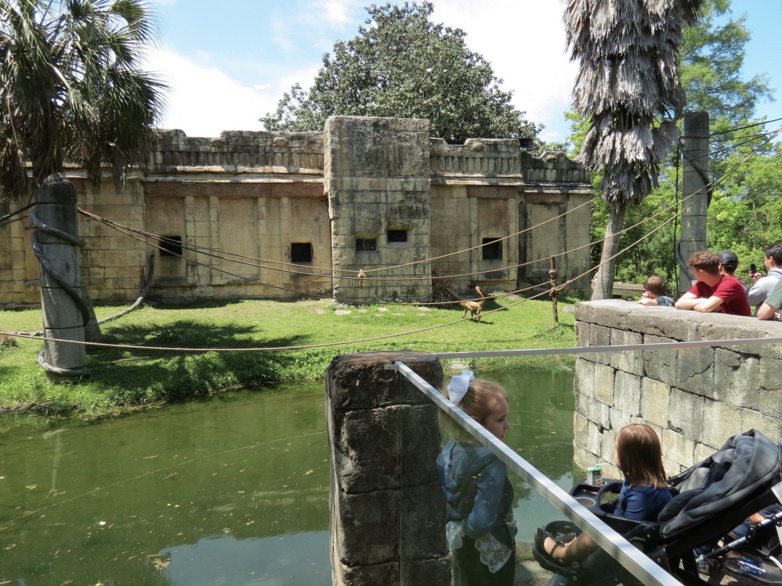 Jaguar Jungle - Spider Monkey Exhibit