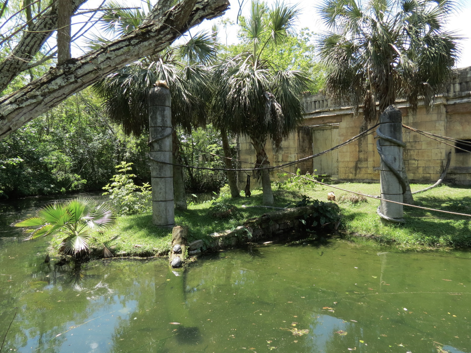 Jaguar Jungle - Spider Monkey Exhibit