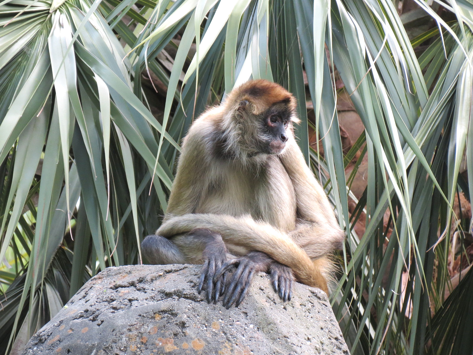 Jaguar Jungle - Spider Monkey Exhibit