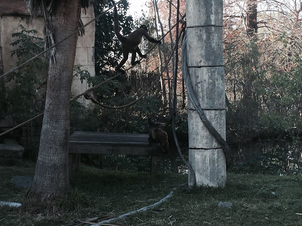 Jaguar Jungle- Spider Monkey