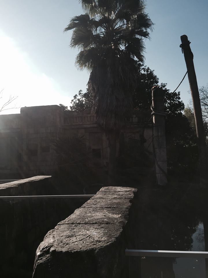 Jaguar Jungle- Spider Monkey