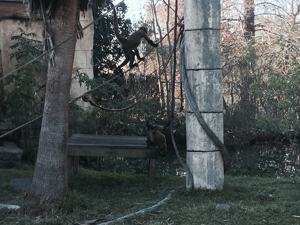 Jaguar Jungle- Spider Monkey