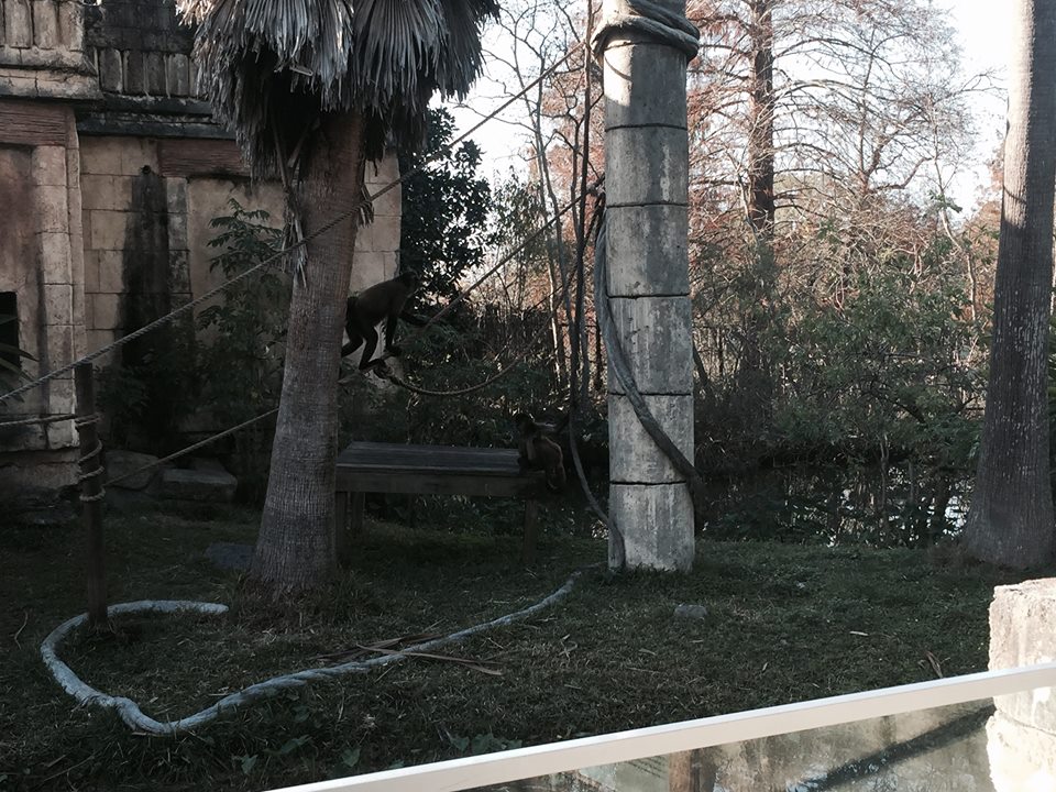 Jaguar Jungle- Spider Monkey