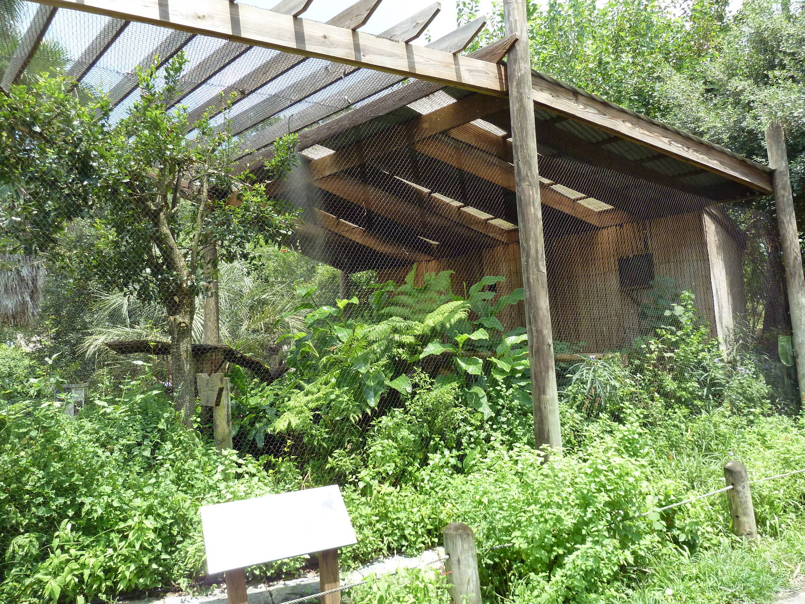 Jaguar Jungle - Toco Toucan/Wattled Curassow Exhibit