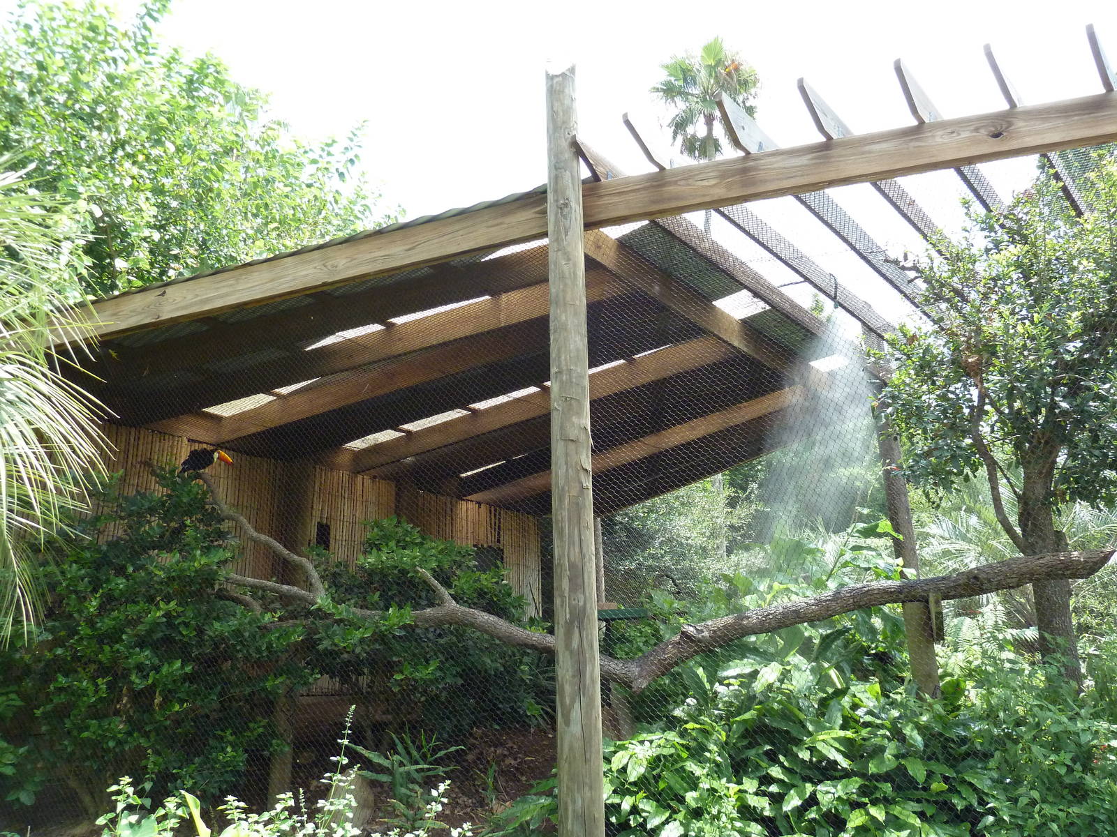Jaguar Jungle - Toco Toucan/Wattled Curassow Exhibit