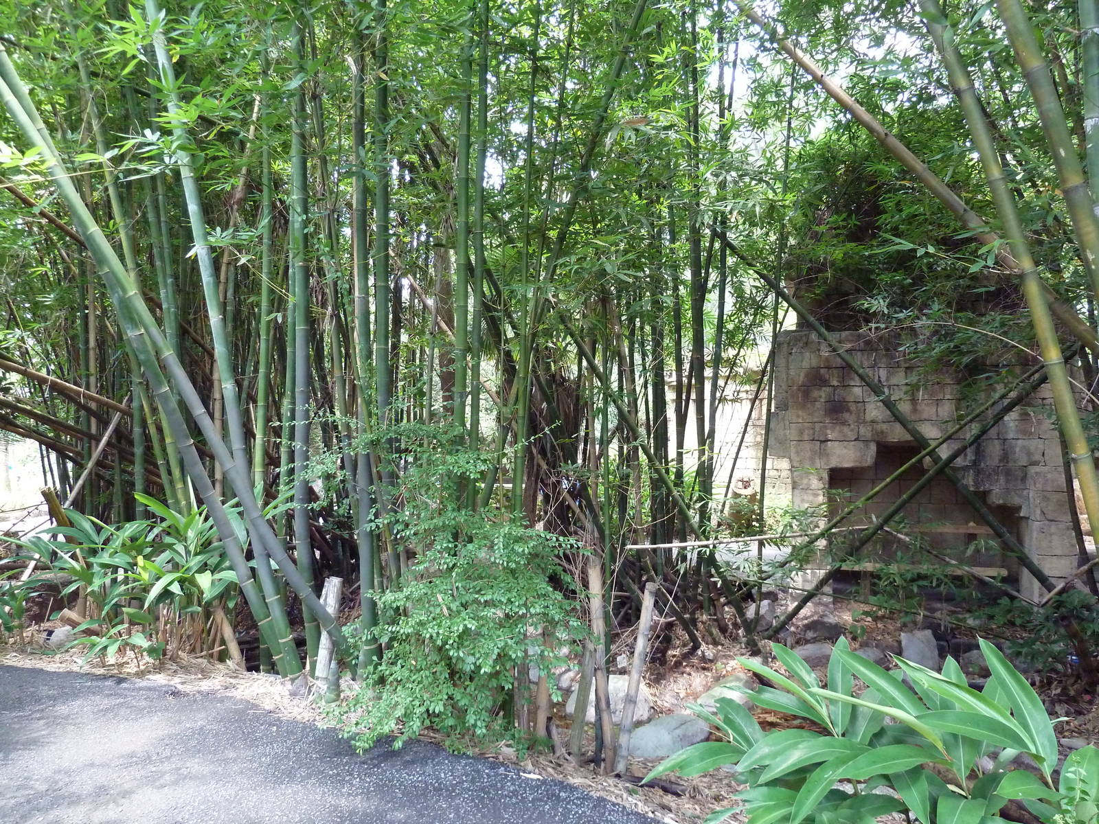 Jaguar Jungle - Visitor Pathway
