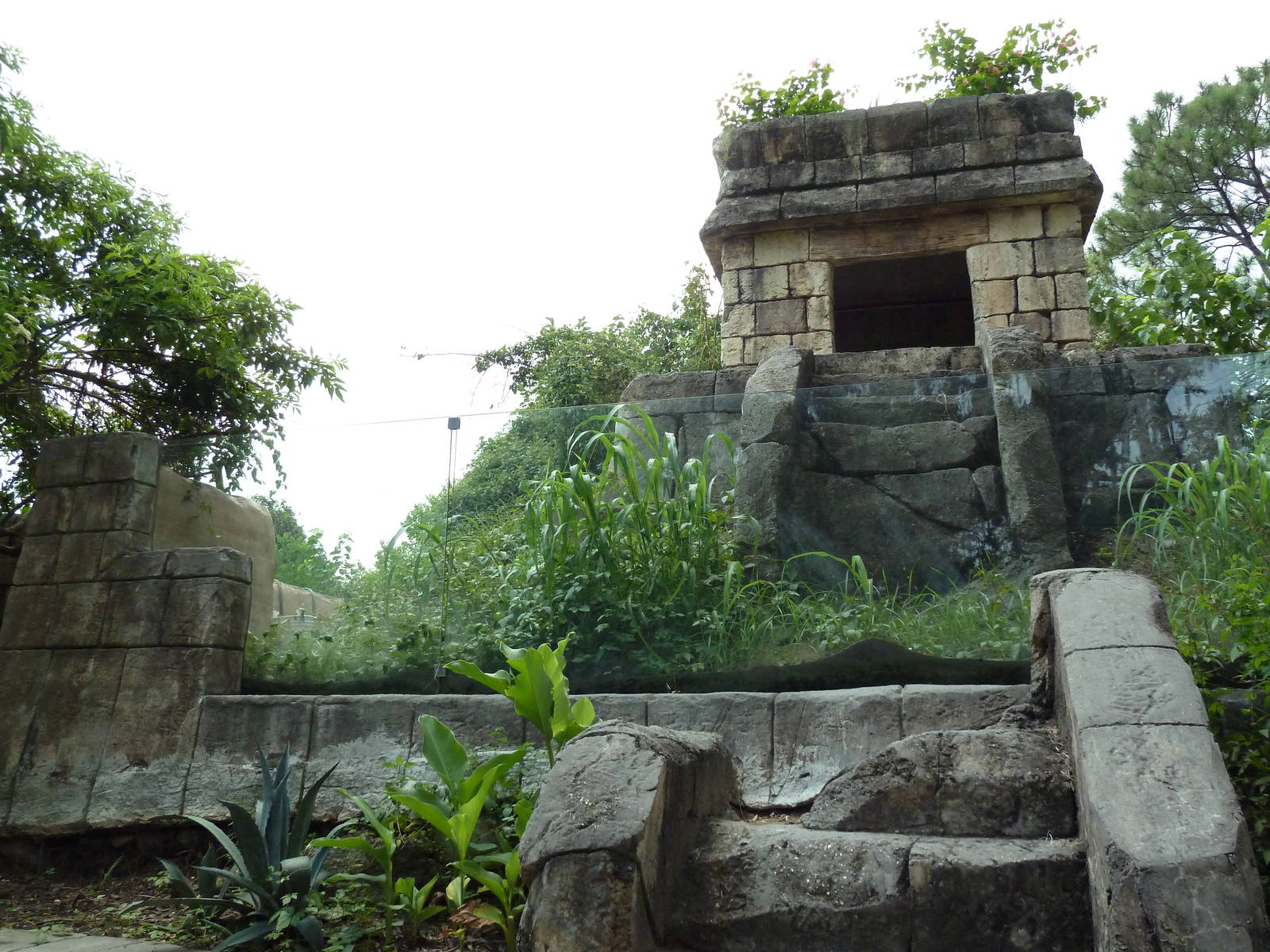Jaguar Jungle - Visitor Pathway