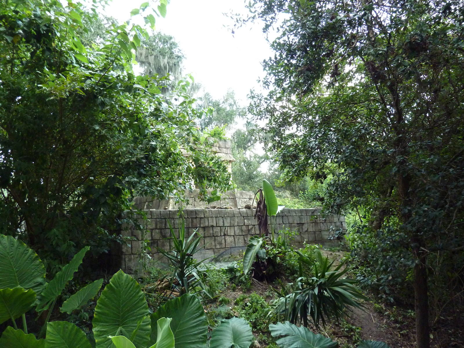 Jaguar Jungle - Visitor Pathway