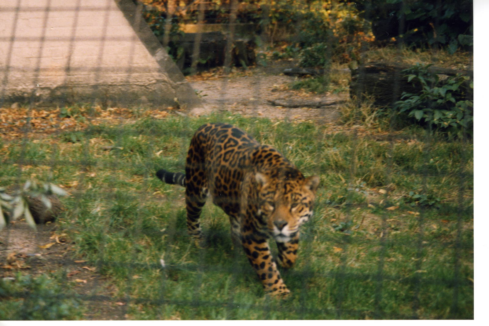 jaguar late 80s early 90s