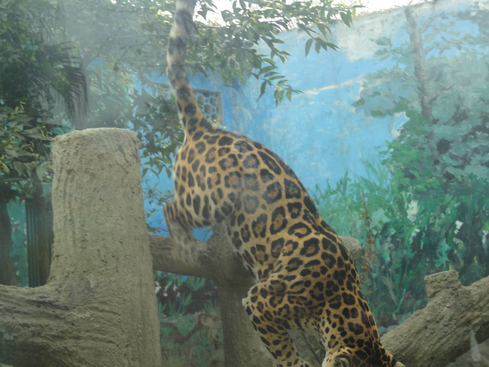 Jaguar Leaping