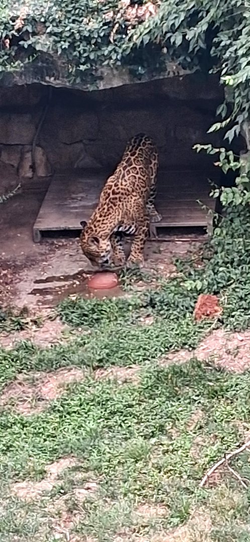 Jaguar licking a frozen watermelon for World watermelon day