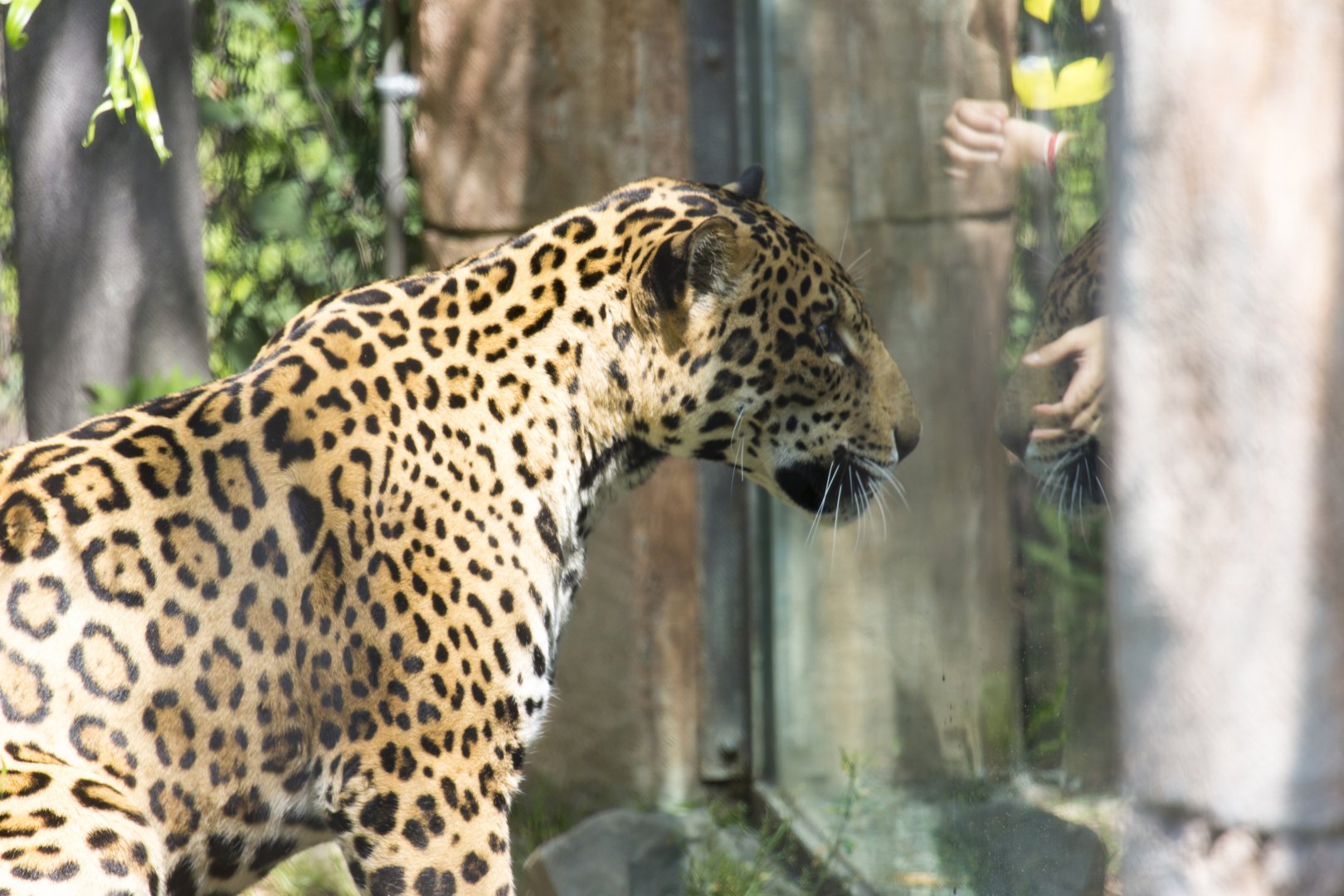 Jaguar looks through glass at visitor