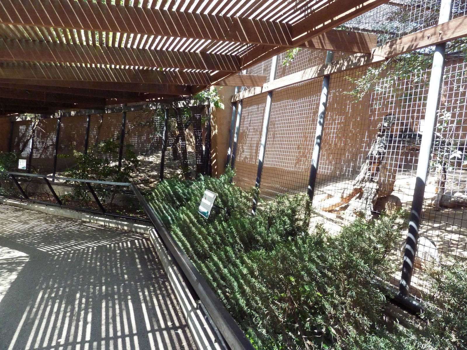 Jaguar + Meerkat Exhibits