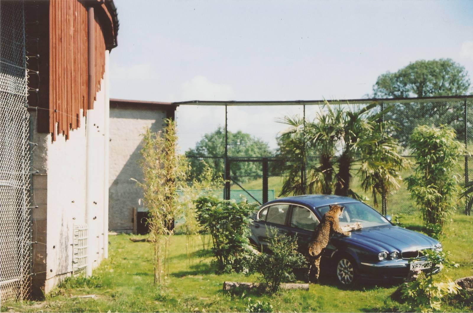 Jaguar meets Jaguar at Chester Zoo, 2001