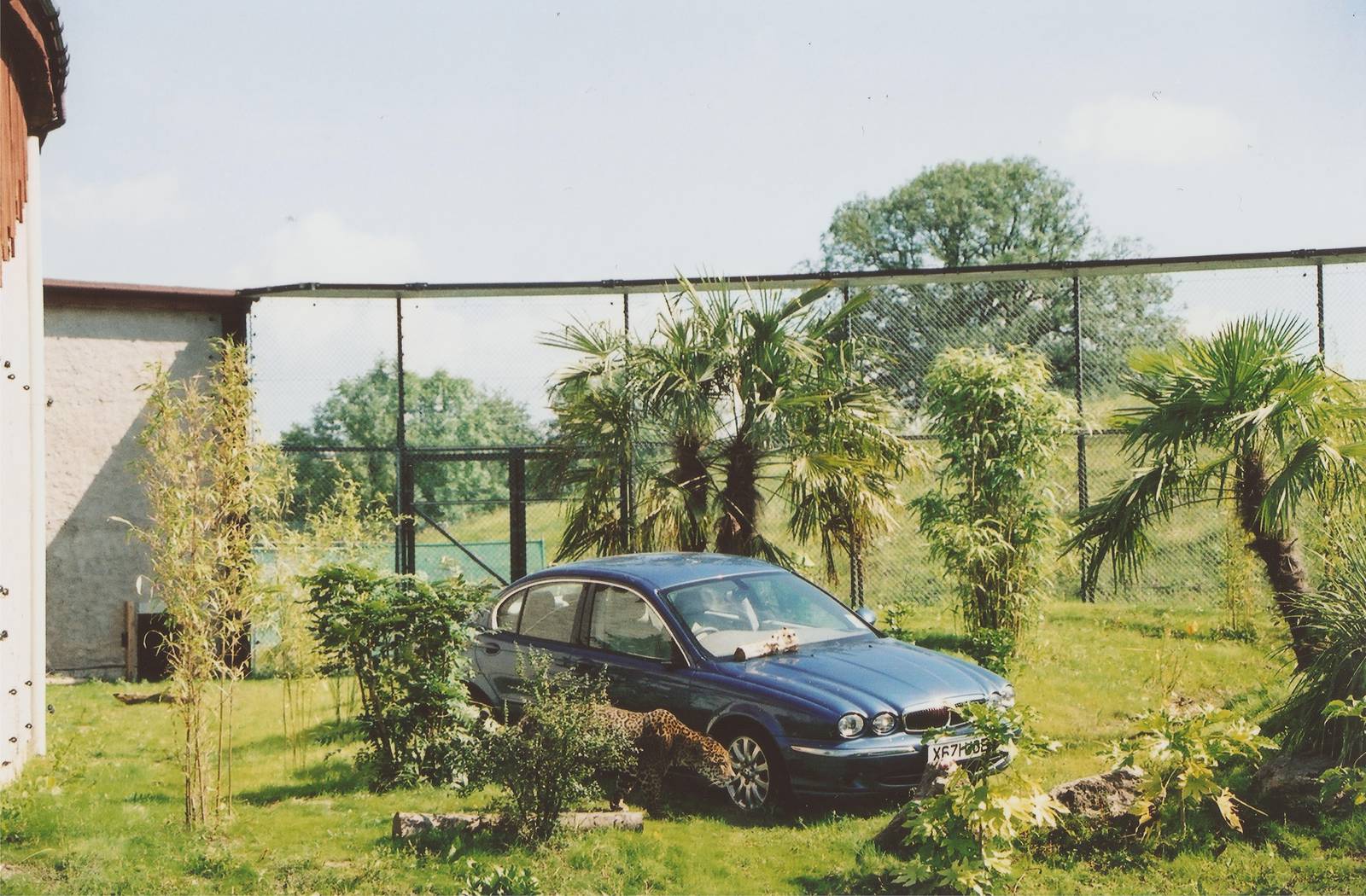 Jaguar meets Jaguar at Chester Zoo, 2001