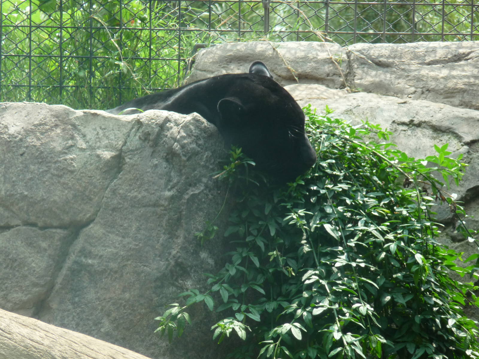 jaguar melanistic san juan de aragon zoo