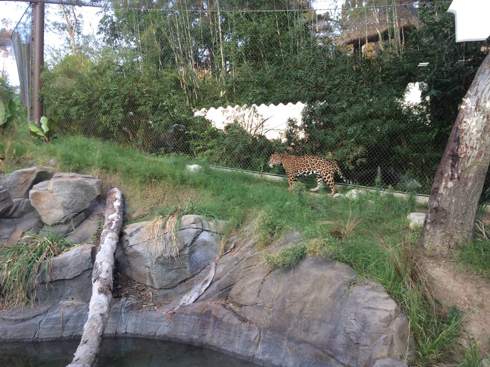 Jaguar - Members Appreciation Night