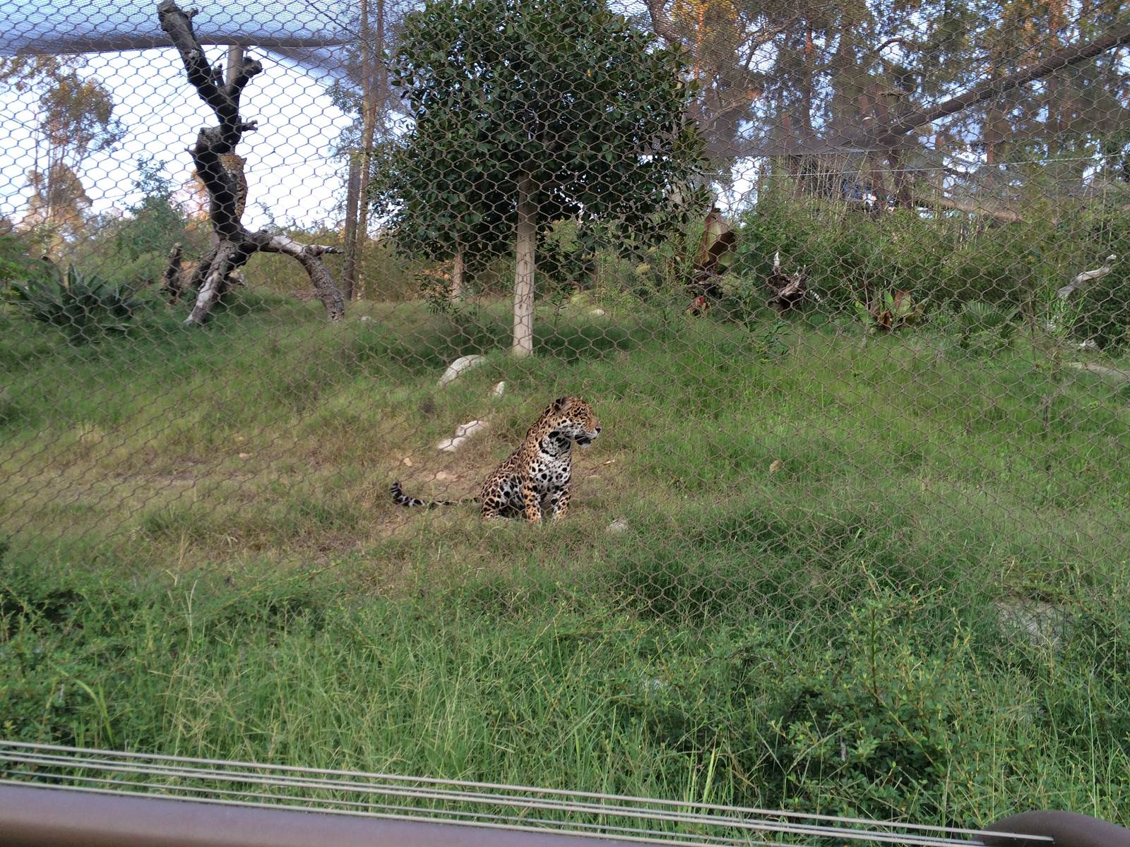 Jaguar - Members Appreciation Night