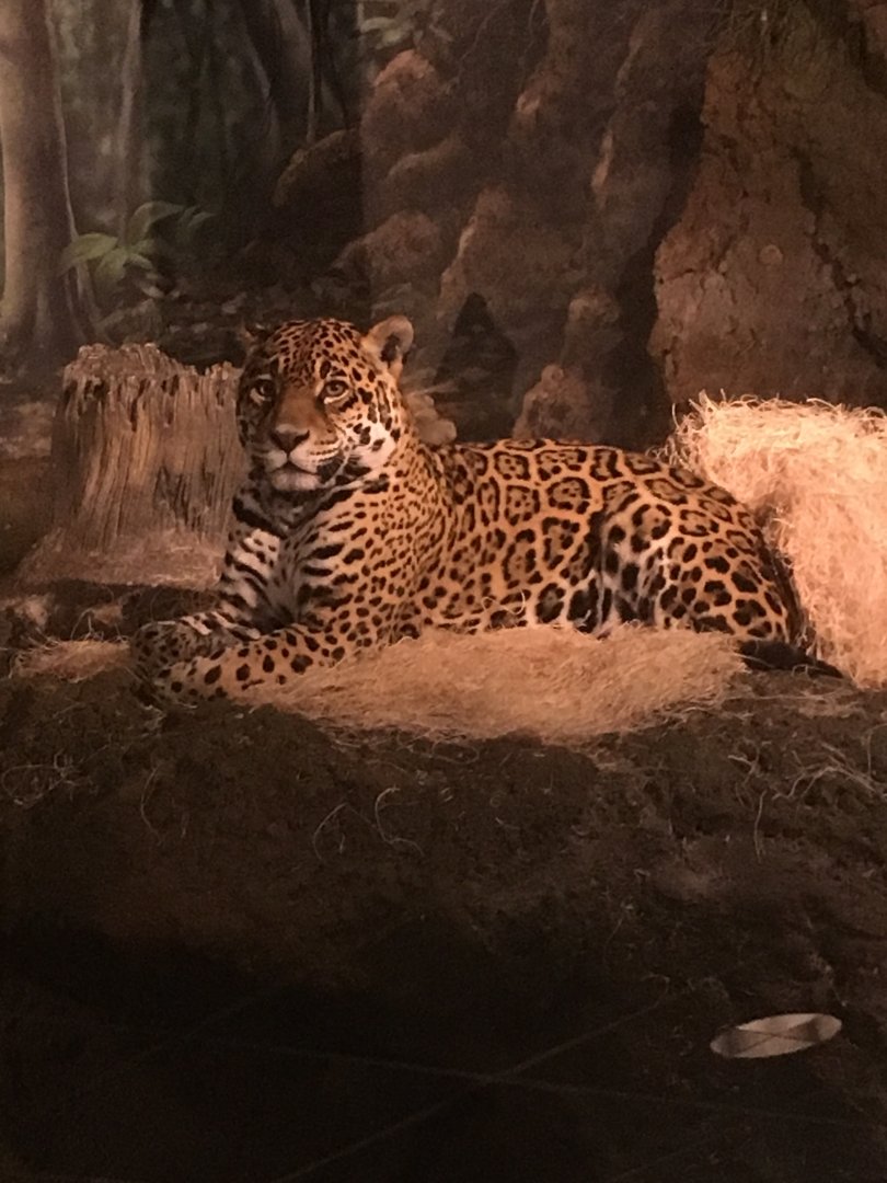 Jaguar | Milwaukee County Zoo