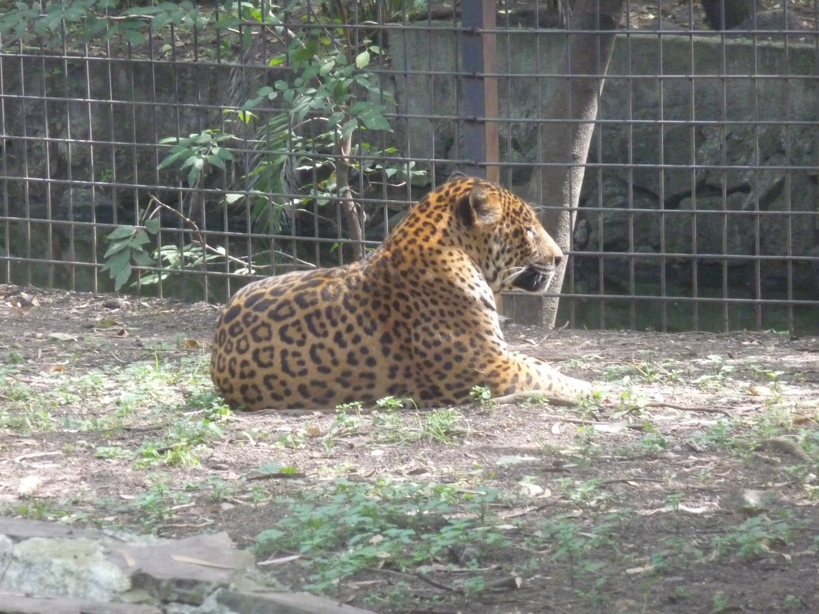 jaguar morelia zoo