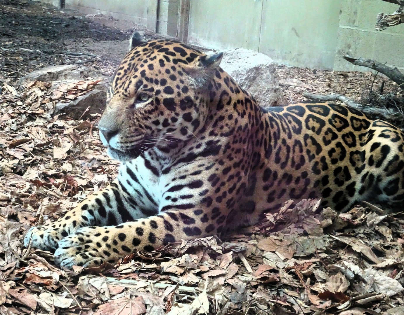 Jaguar Napo, 6 September 2025