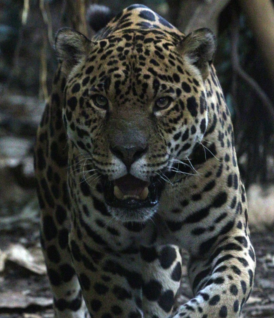 Jaguar 'Napo'