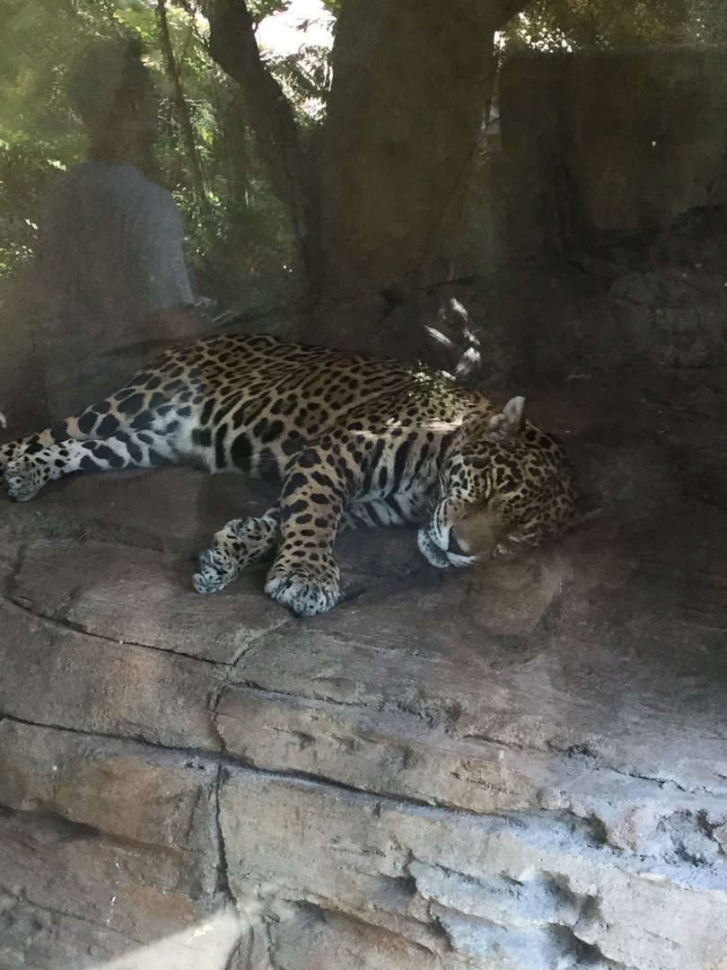 Jaguar Nayla 8/3/19