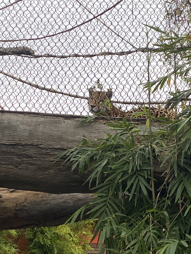 Jaguar on crossing bridge