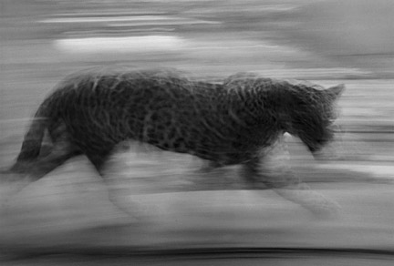 jaguar on the move