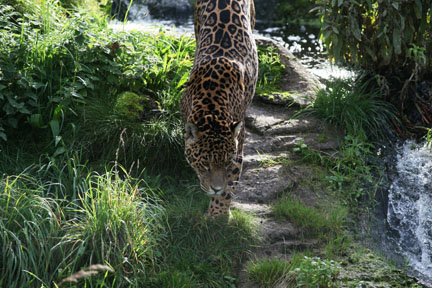 jaguar on the prowl