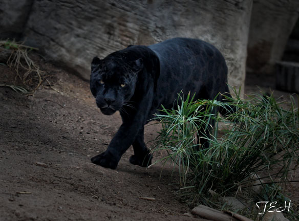jaguar on the prowl