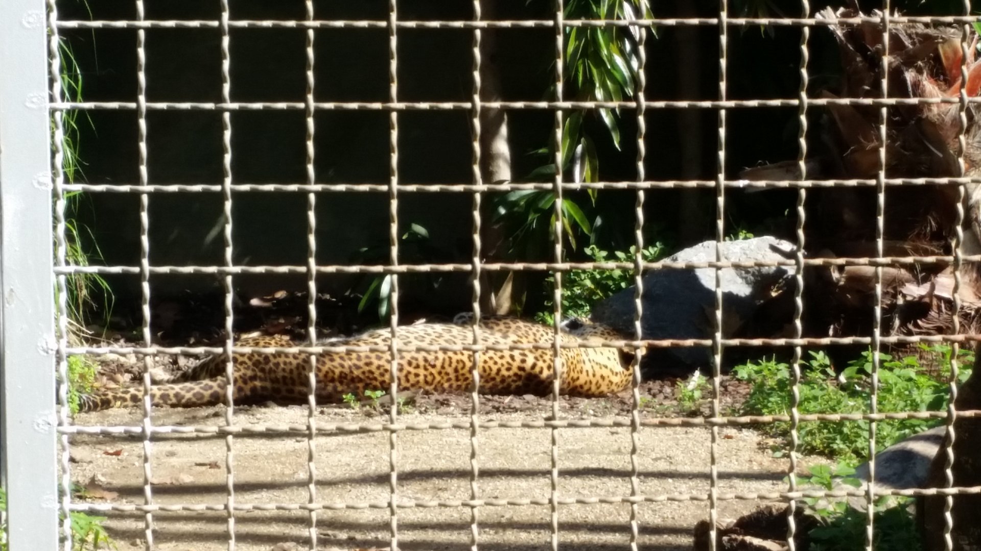 Jaguar or Leopard?