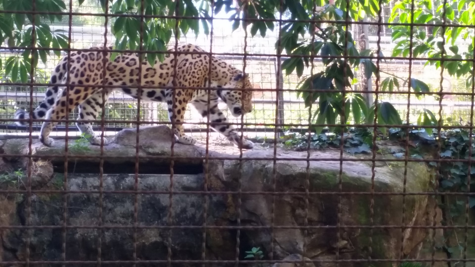 Jaguar or Sri Lankan Leopard?