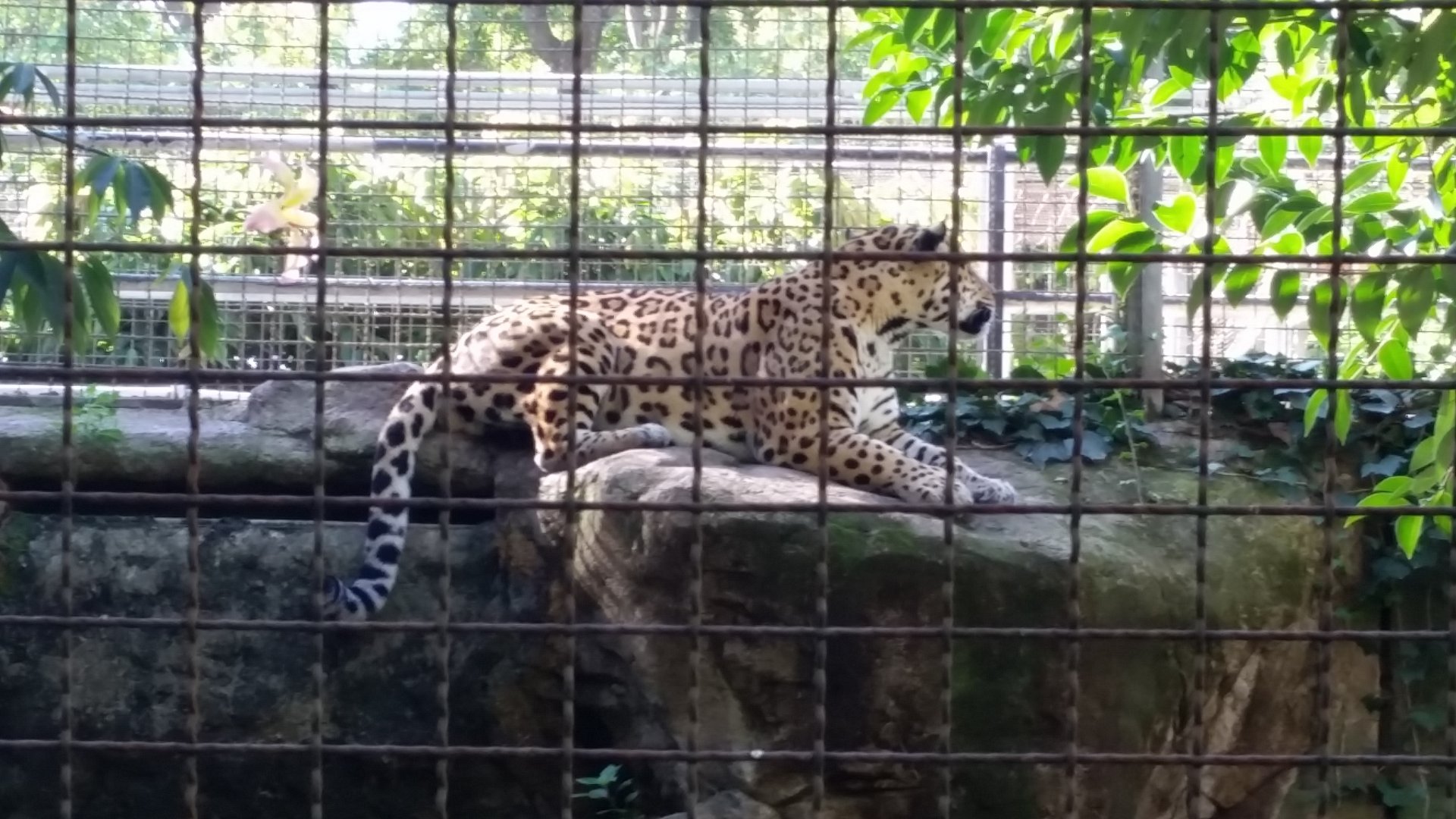 Jaguar or Sri Lankan Leopard?