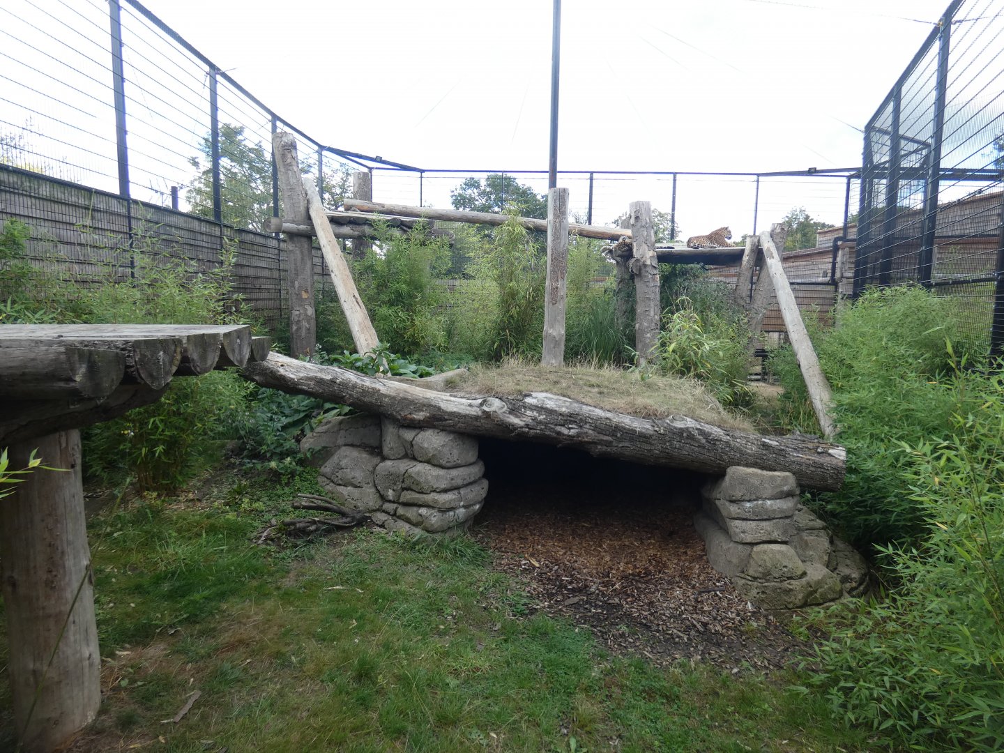Jaguar outdoor enclosure