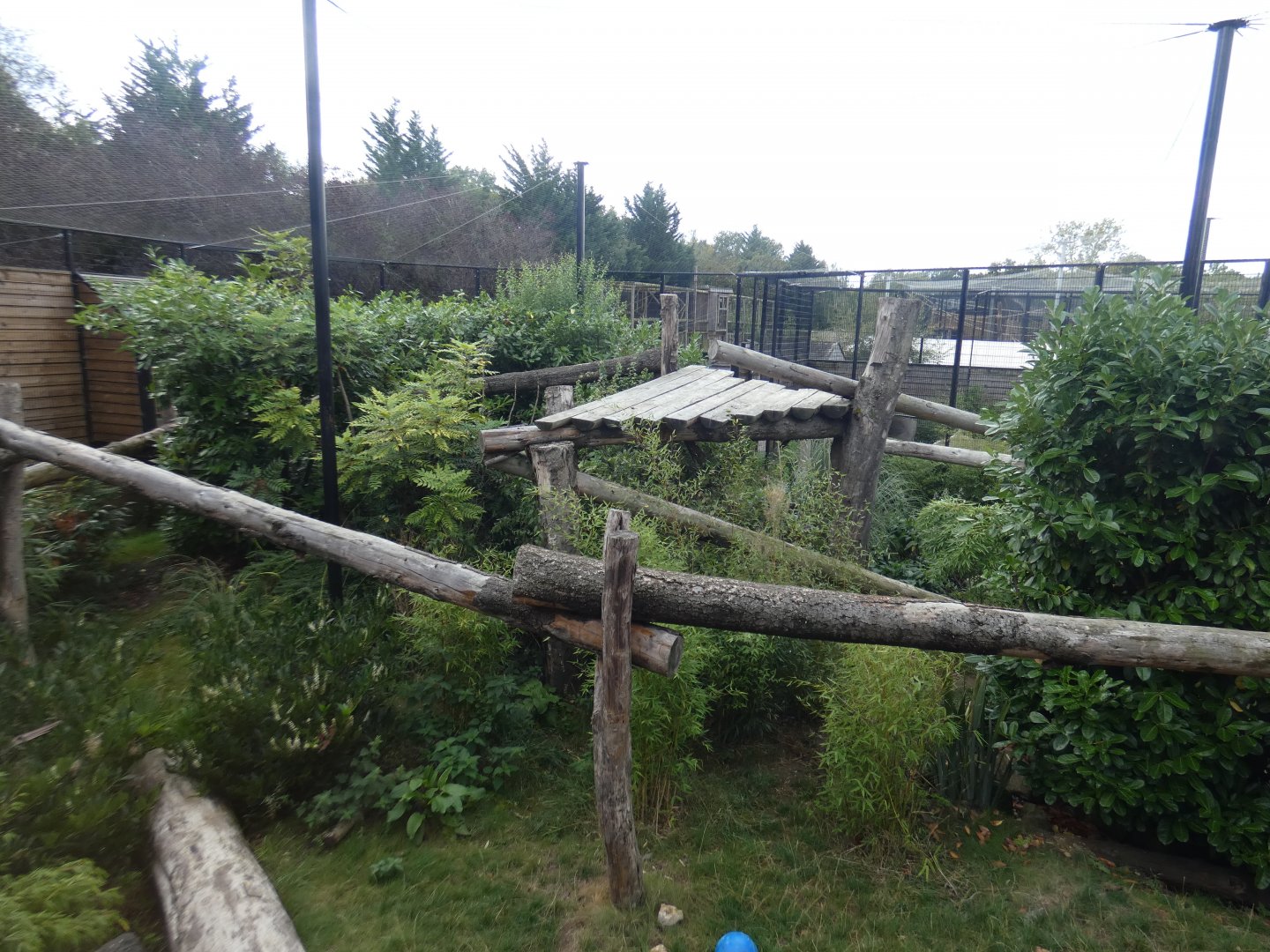 Jaguar outdoor enclosure