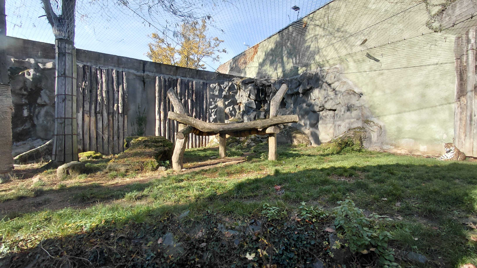 Jaguar outdoor exhibit