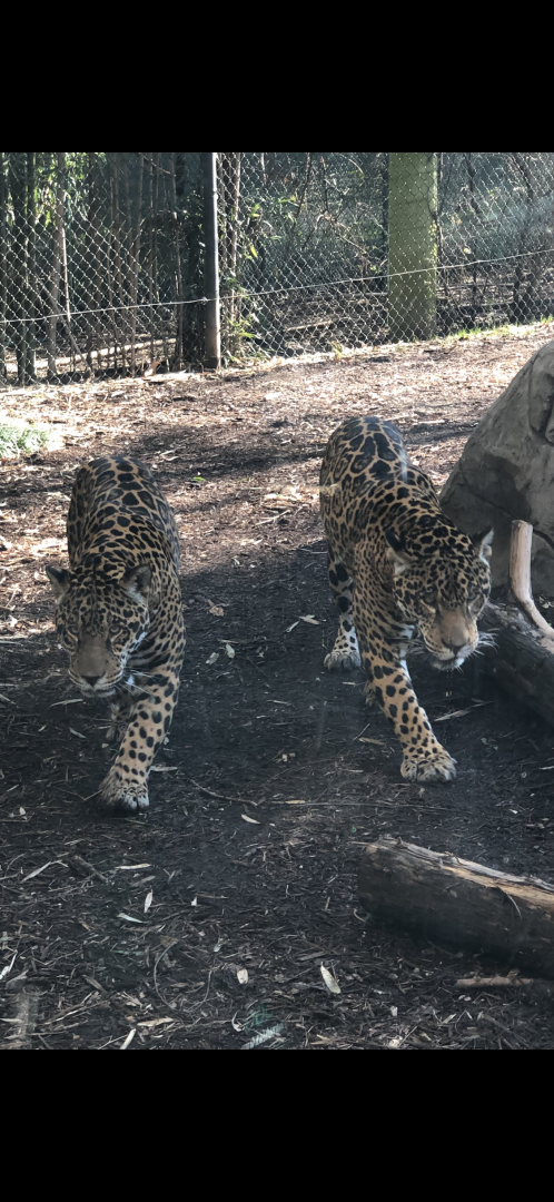 Jaguar Pair
