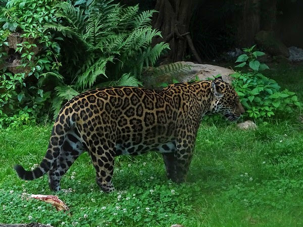 Jaguar (Panthera onca) (07/22)