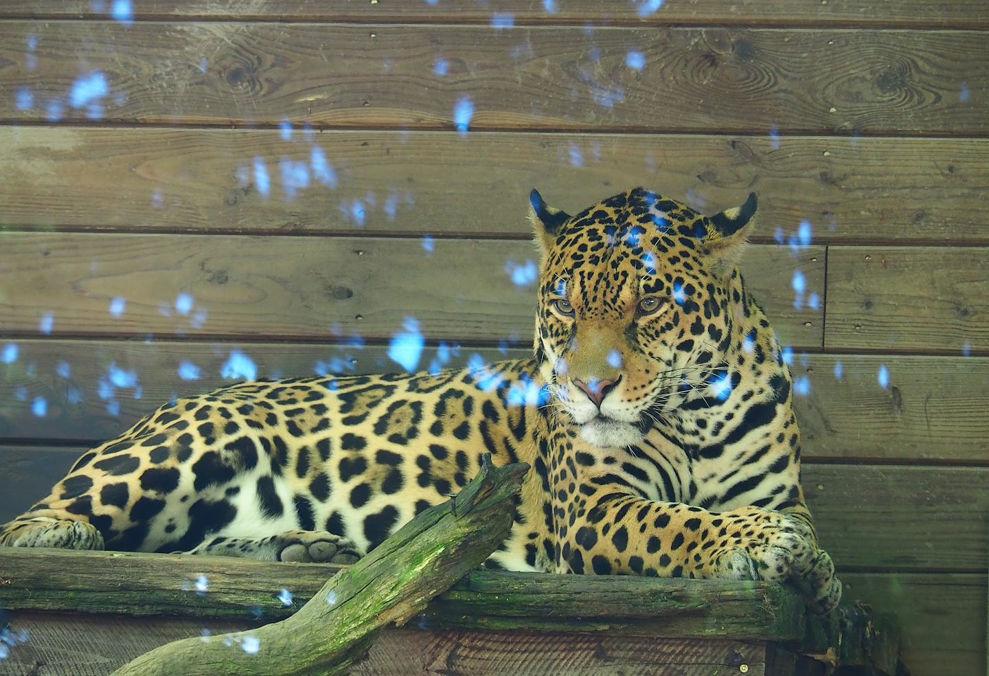 Jaguar (Panthera onca), 2023-06-24