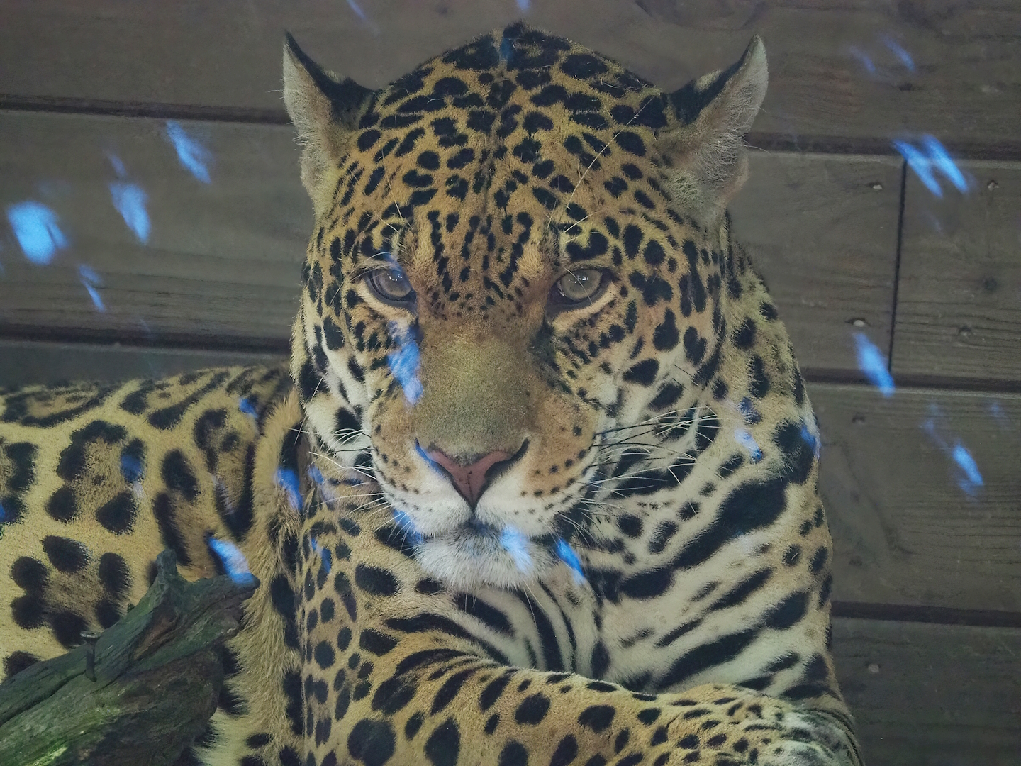 Jaguar (Panthera onca), 2023-06-24